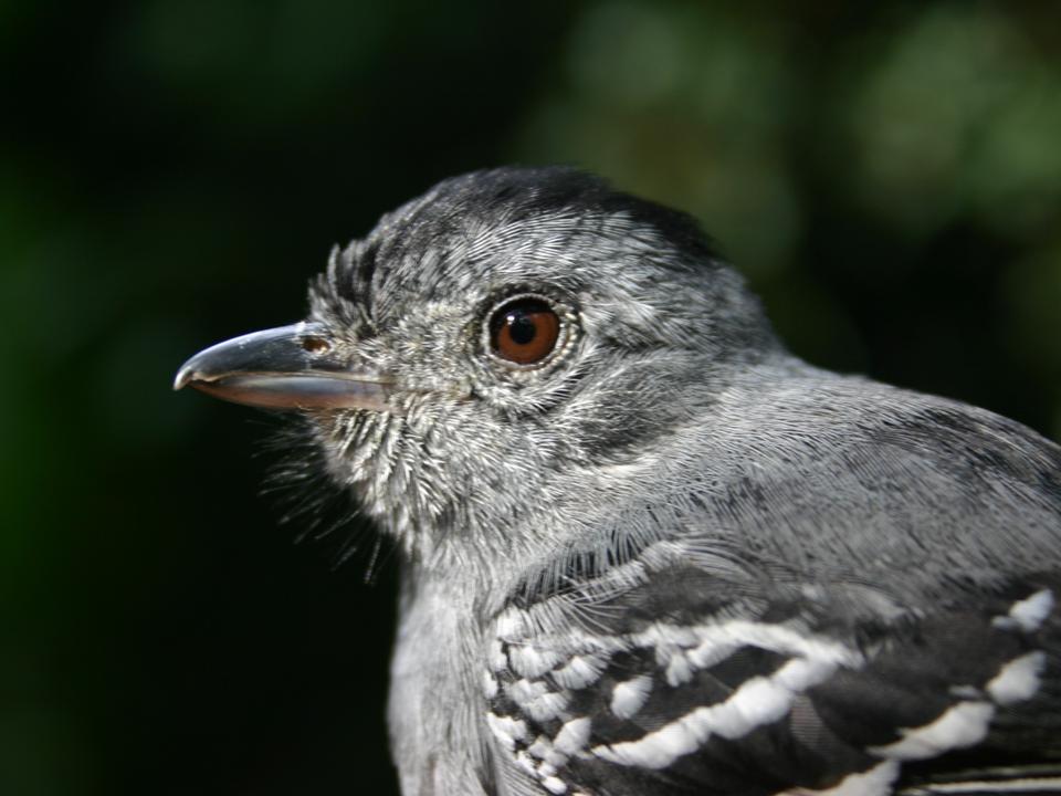 FIGURE 10 FIGURE 10